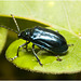 IMG 0705 Beetle