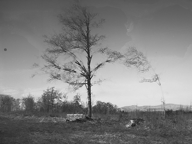 "Wald", Benneckenstein, Film