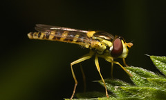 IMG 9683 Hoverfly