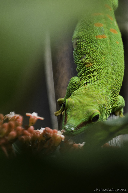 Grosser Madagaskar-Taggecko im Zoo Zürich ... P.i.P. (© Buelipix)