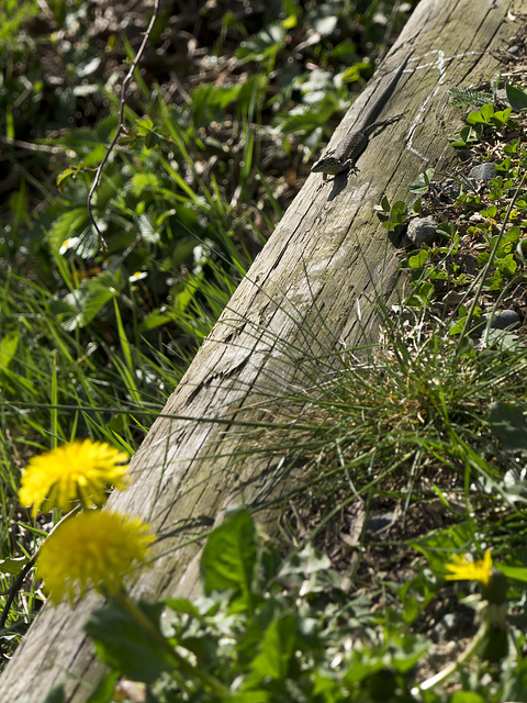 On the trunk, towards yellow