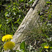 On the trunk, towards yellow