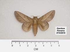 P104G Citioica anthonilis