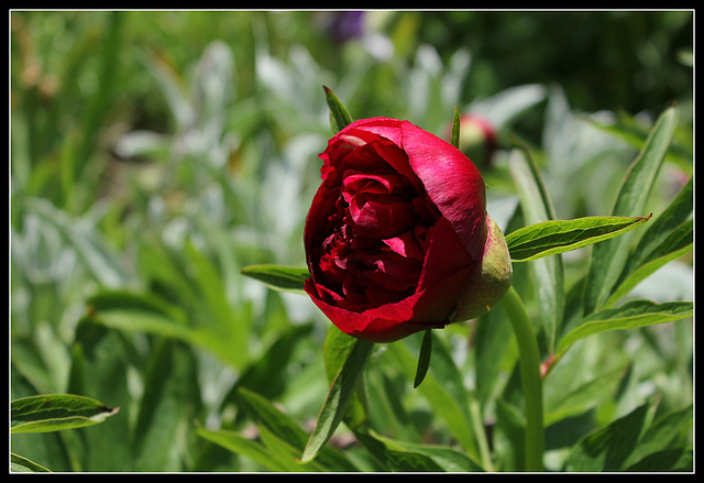 Paeonia officinalis (5)