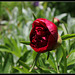 Paeonia officinalis (5)