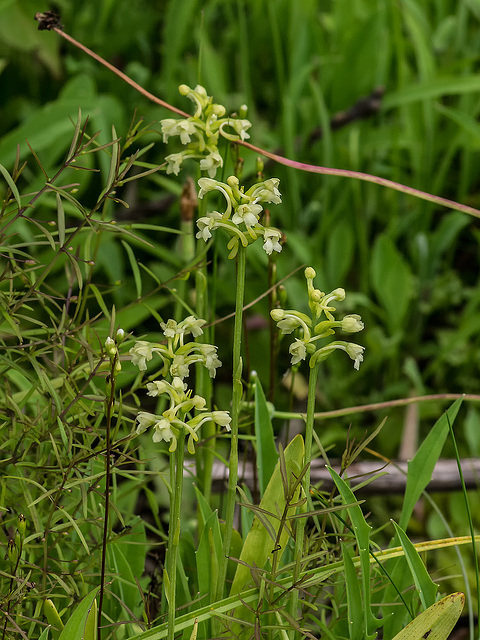 Gymnadeniopsis clavellata (Club-spur orchid)