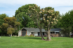 Neuseeland - Christchurch - Hagley Park