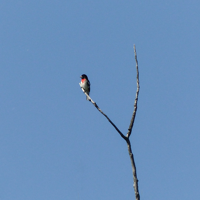 Rose-breasted Grosbeak