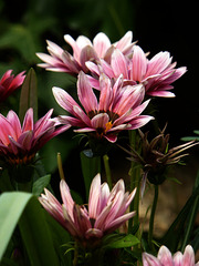 Pink Gazania