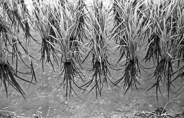 Rice plant