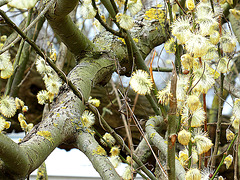Very old branch