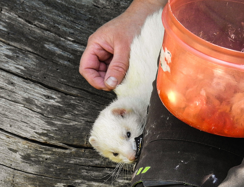 20190822 5442CPw [D~H] Frettchen, (Mustela putorius fura), Wisentgehege, Springe