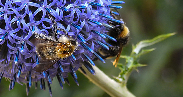 20220720 1512CPw [D~LIP] Kugeldistel, Ackerhummel (Bombus pascuorum), Dunkle Erdhummel (Bombus terrestris), Bad Salzuflen