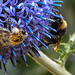 20220720 1512CPw [D~LIP] Kugeldistel, Ackerhummel (Bombus pascuorum), Dunkle Erdhummel (Bombus terrestris), Bad Salzuflen