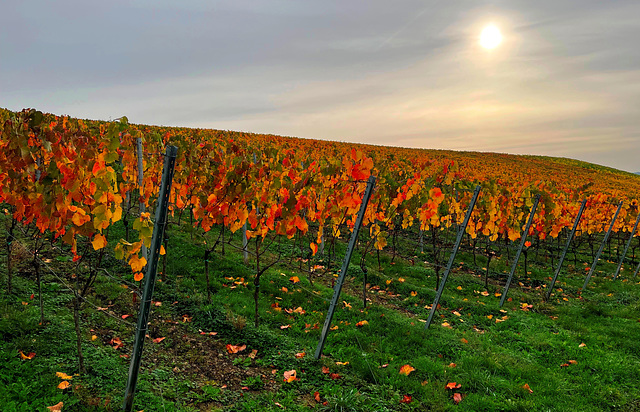 Herbstliche Weinberge