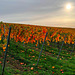 Herbstliche Weinberge