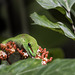 Grosser Madagaskar-Taggecko im Zoo Zürich (© Buelipix)