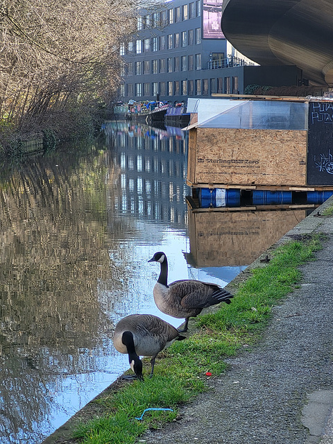 Gazing at geese