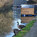 Gazing at geese