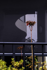 Triffids