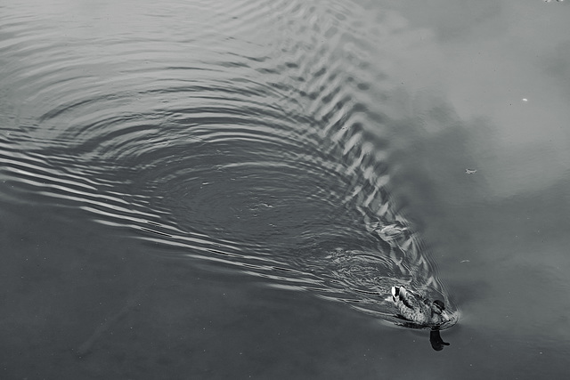 Wrest Park July 2015 XPro1 Duck 1 selenium