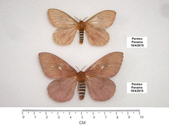 P014R Cerodirphia sp. (Spread Specimens)
