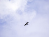 Red Tailed Kite