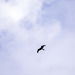 Red Tailed Kite