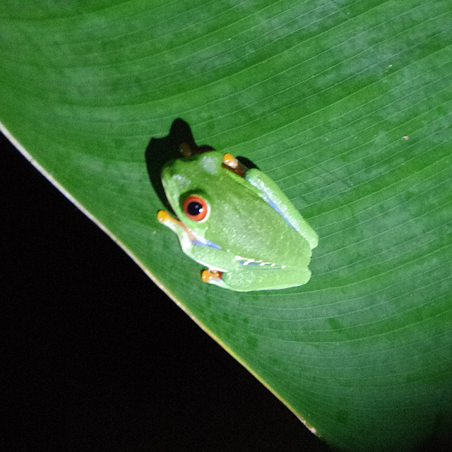 Red-eyed Tree Frog