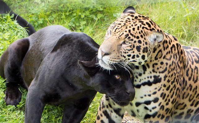 Panther and jaguar (1)