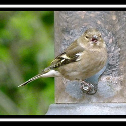 Thurstaston hide (8)