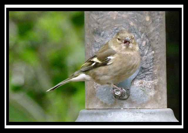 Thurstaston hide (8)