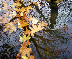 fall reflected PIP