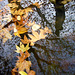 fall reflected PIP