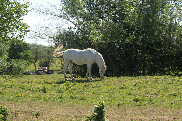 Magnificent, with the sun on his back