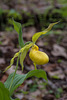 Cypripedium parviflorum var. pubescens (Large Yellow Lady's-slipper orchid)