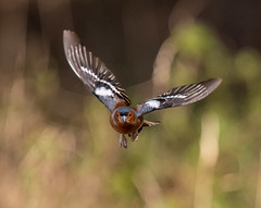 Chaffinch