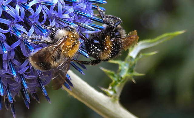 20220720 1513CPw [D~LIP] Kugeldistel, Ackerhummel (Bombus pascuorum), Dunkle Erdhummel (Bombus terrestris), Bad Salzuflen