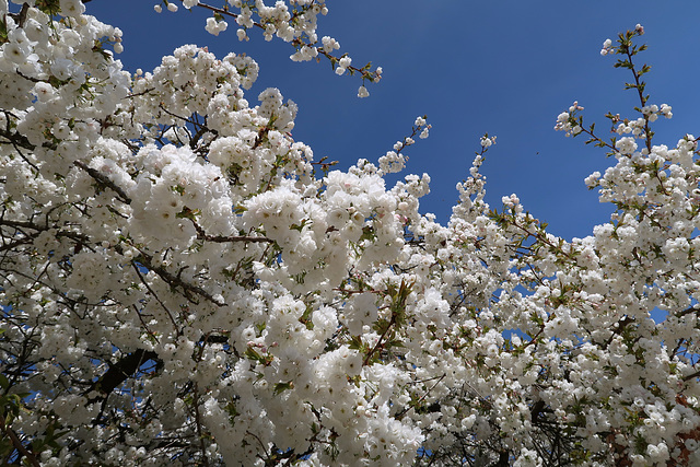 White flowering cherry