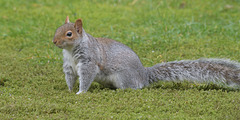 Garden visitor