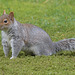 Garden visitor