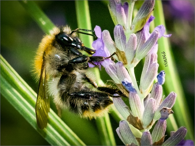 Lavendel genießen