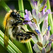 Lavendel genießen