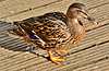 Female Mallard