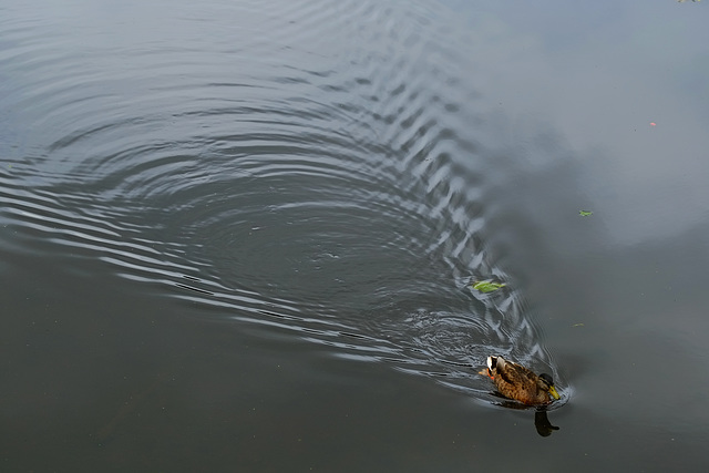 Wrest Park July 2015 XPro1 Duck 1