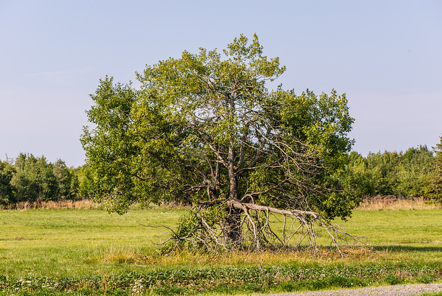 Baum - 20150809