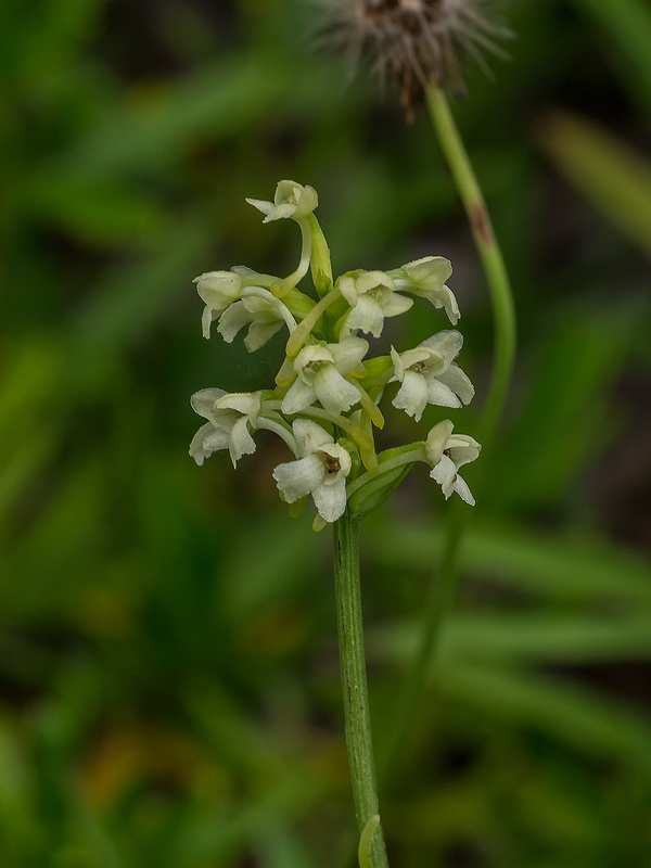 Gymnadeniopsis clavellata (Club-spur orchid)