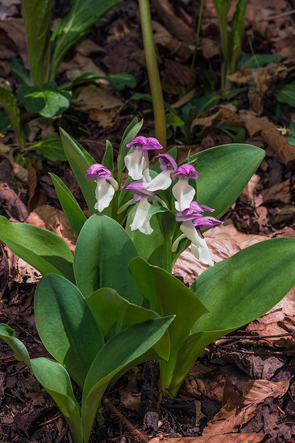 Galearis spectabilis (Showy orchis)