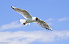 Black-Headed Gull in flight