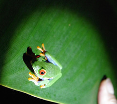 Red-eyed Tree Frog